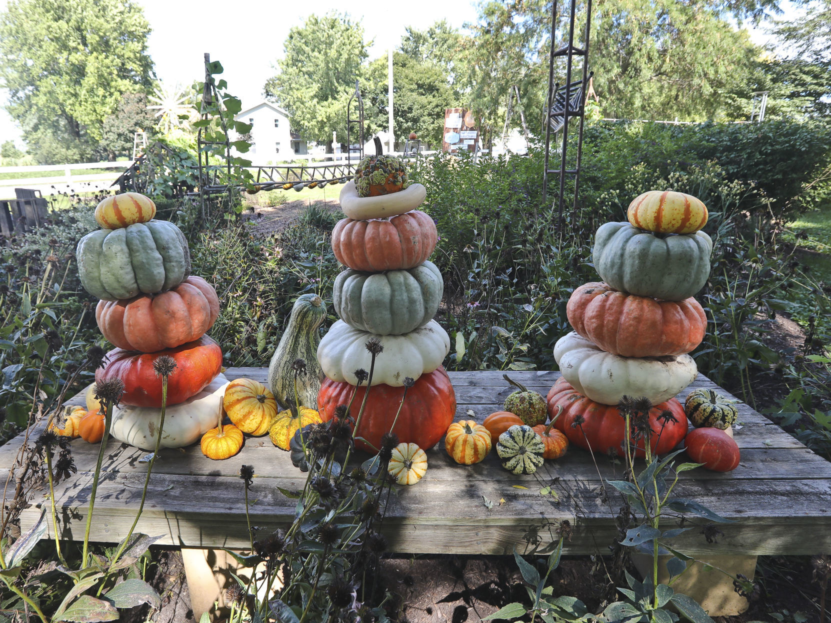 Great_Pumpkin_Patch 9.13.19.JPG